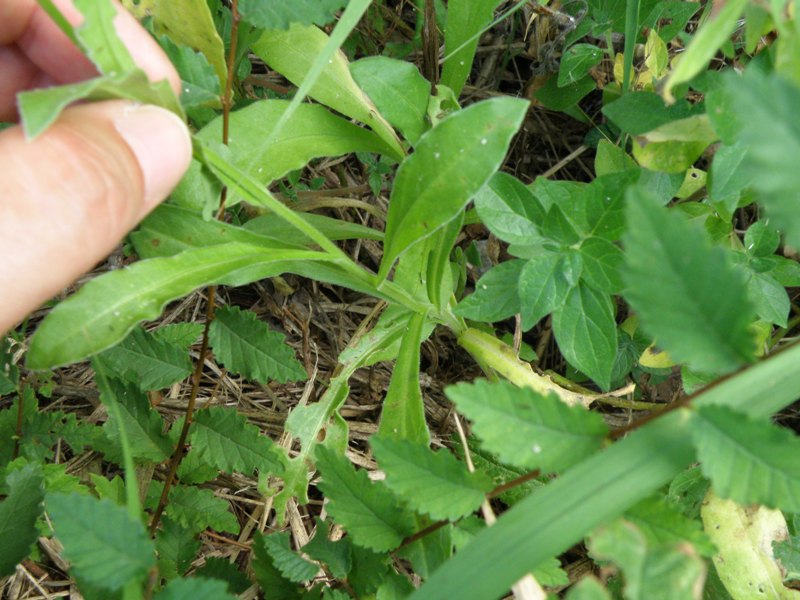 Composita da determinare -  Calendula sp.