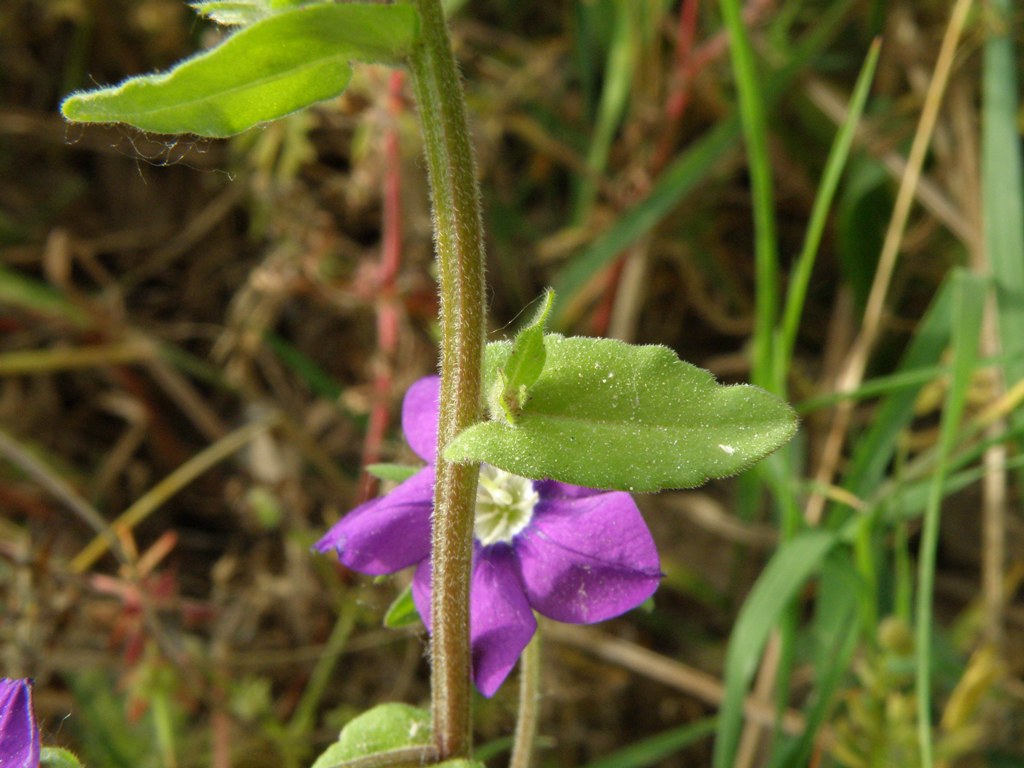 Legousia speculum-veneris