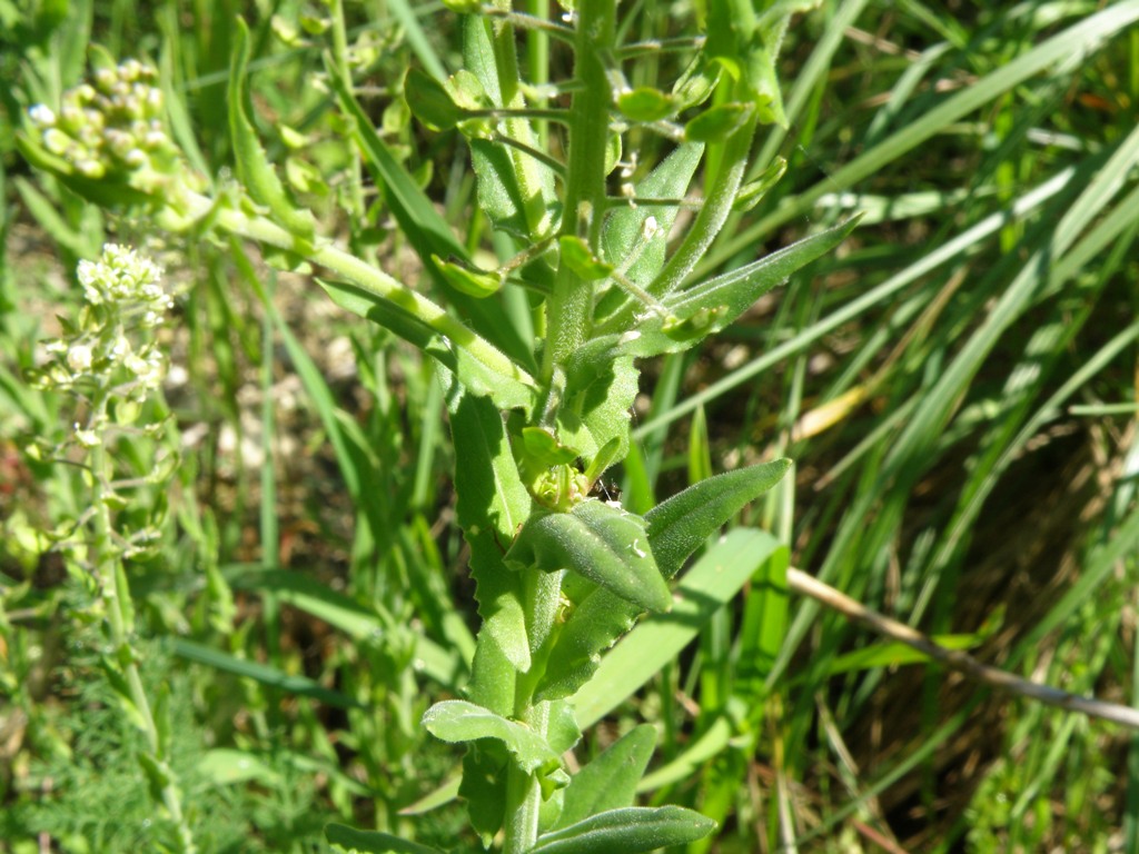 Lepidium campestre.