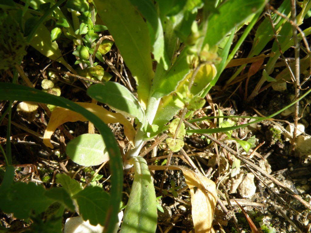 Lepidium campestre.