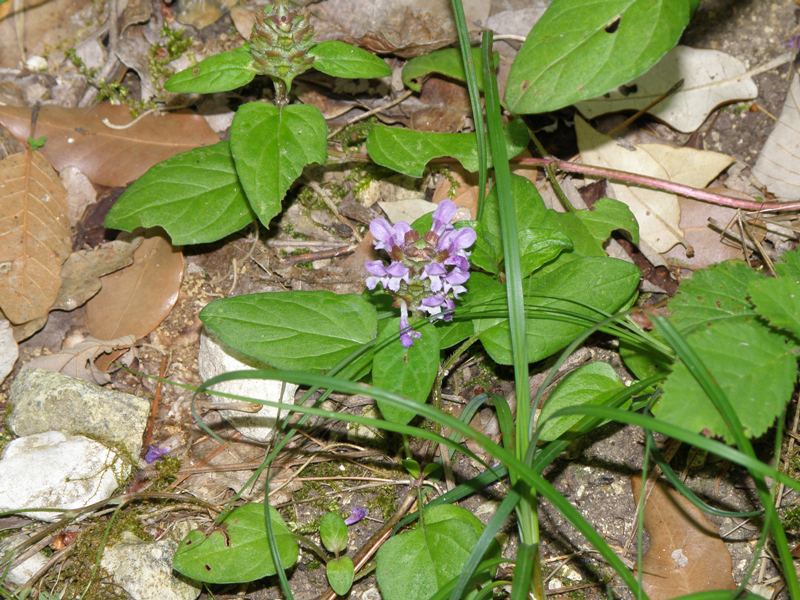 Prunella vulgaris