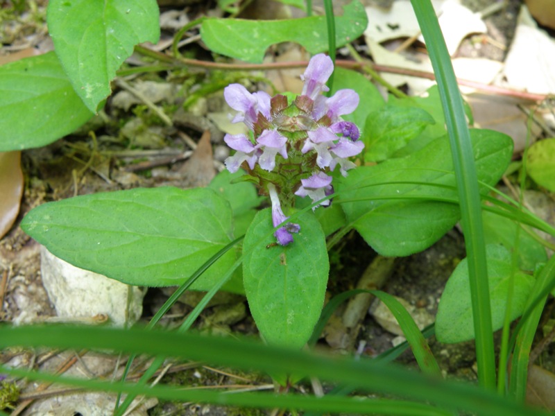 Prunella vulgaris