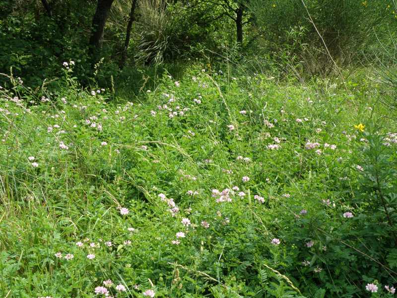 Securigera varia