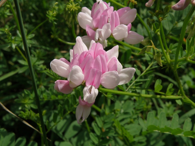 Securigera varia