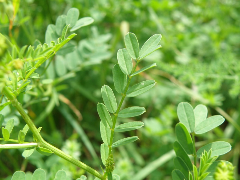 Securigera varia
