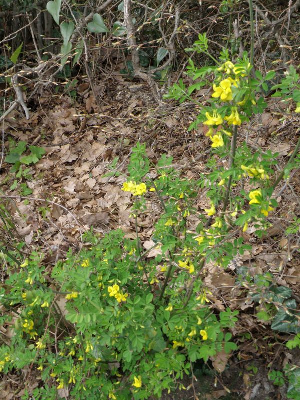 Emerus major