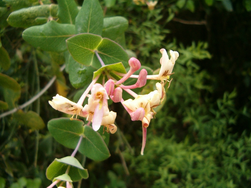 Lonicera implexa