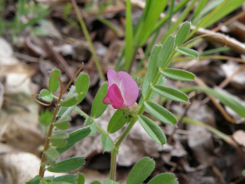 Vicia lathyroides - no, Vicia cfr. sativa sl.