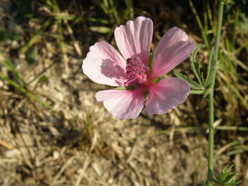 Althaea cannabina