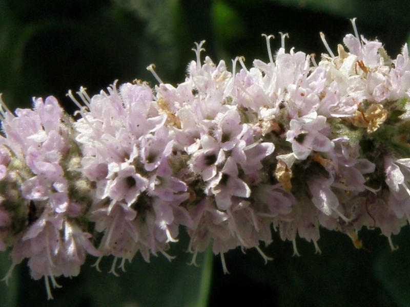 Quale menta anche per me