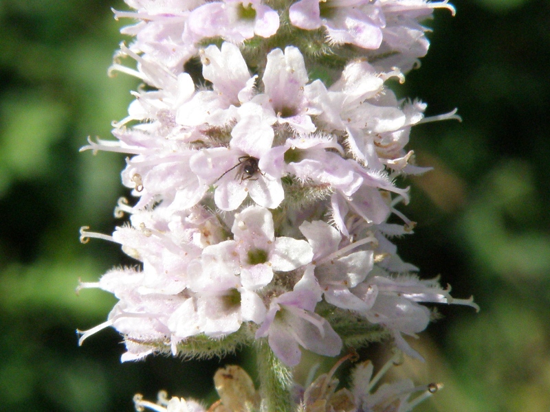 Quale menta anche per me