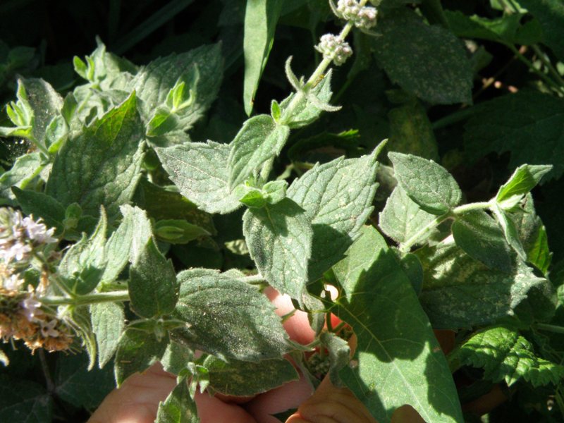 Quale menta anche per me