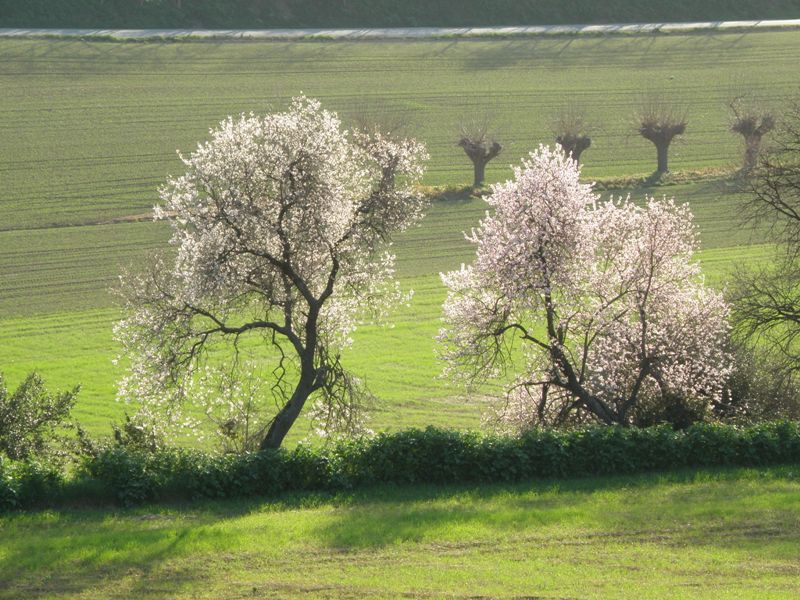 Primavera - Prunus dulcis