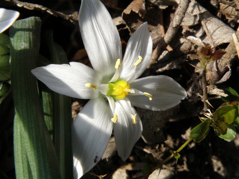 Ornithogalum umbellatum