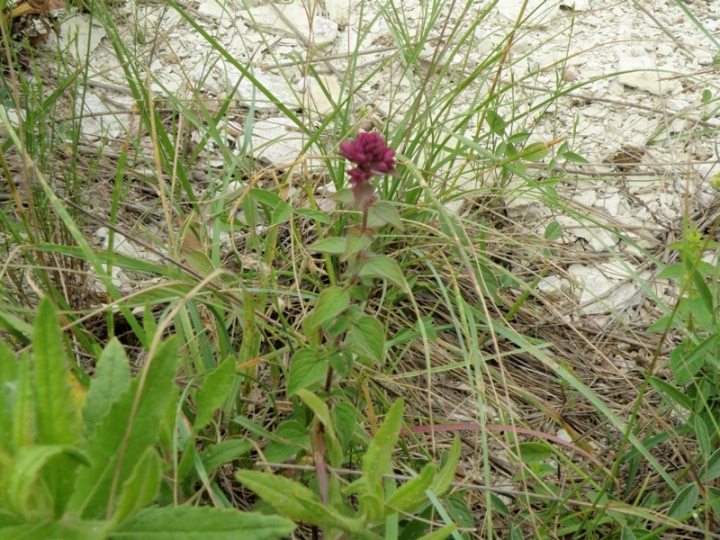 Origanum vulgare subsp. vulgare
