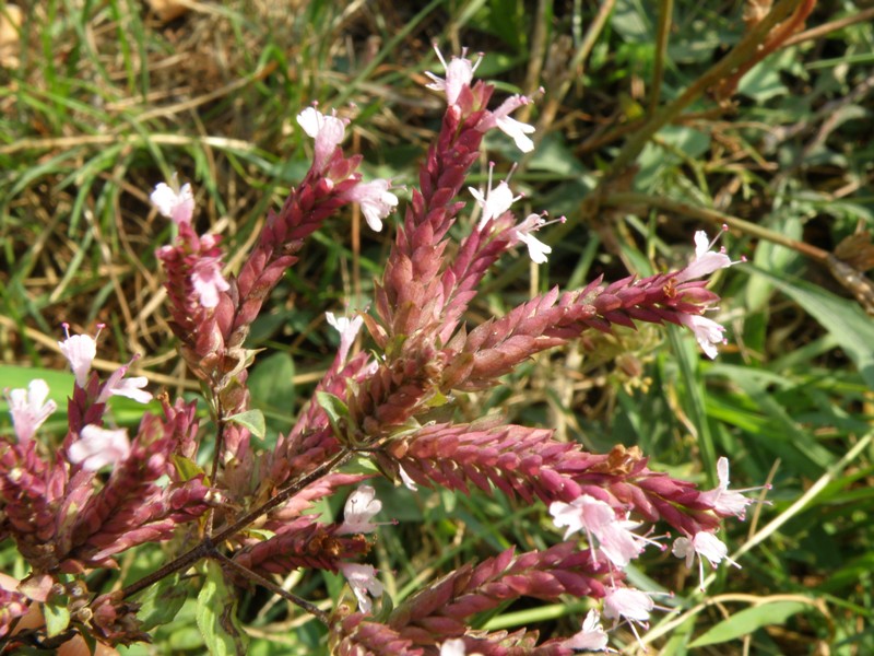 Origanum