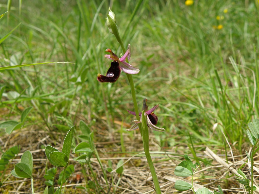Ophrys ??