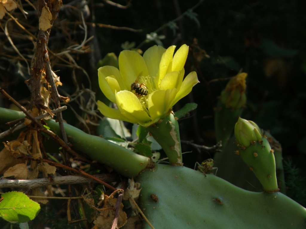 Opuntia dillenii / Fico d''India di Dillenius