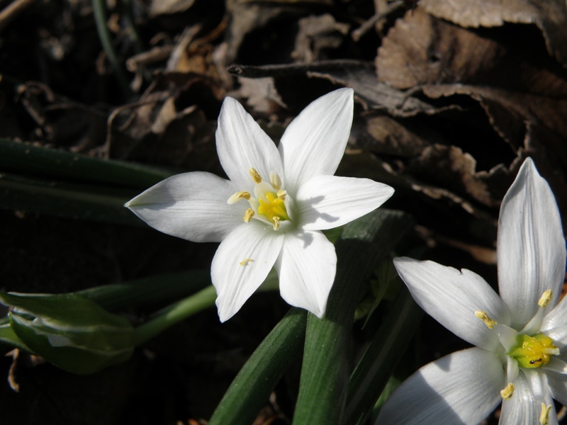Ornithogalum umbellatum