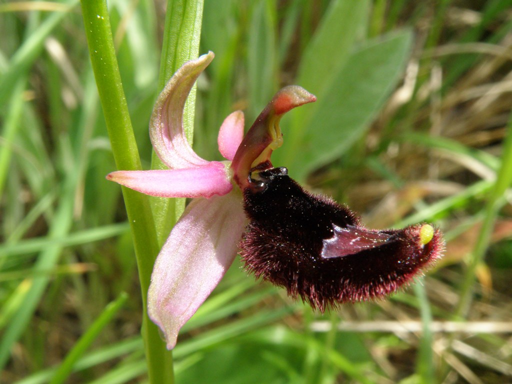 Ophrys ??