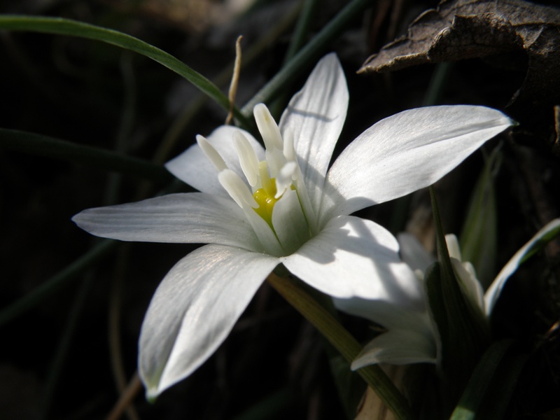 Ornithogalum umbellatum