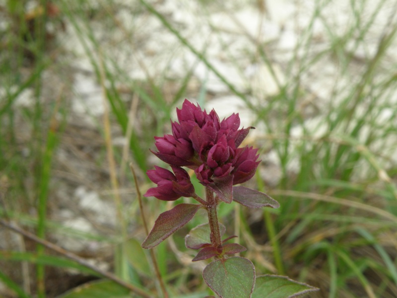 Origanum vulgare subsp. vulgare