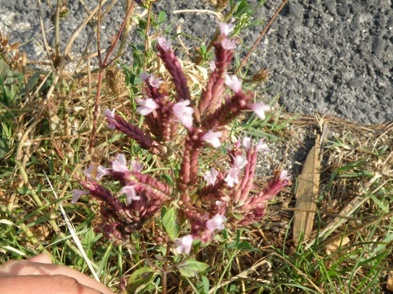 Origanum