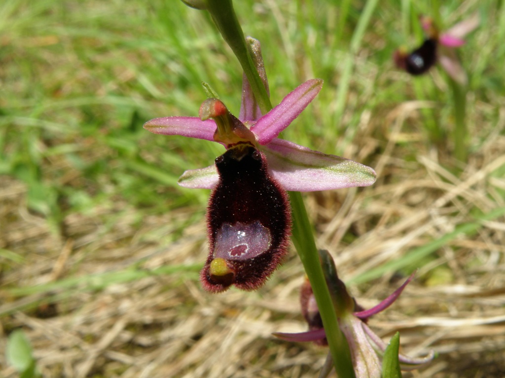 Ophrys ??