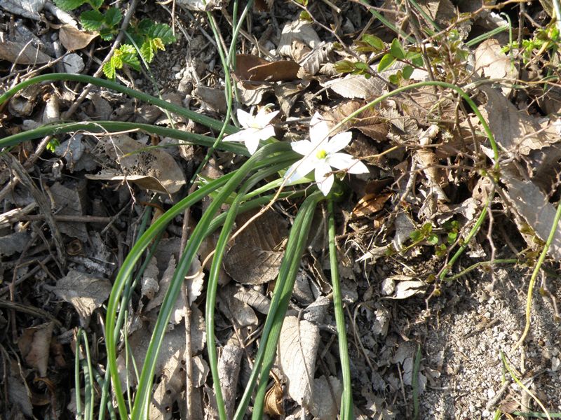 Ornithogalum umbellatum