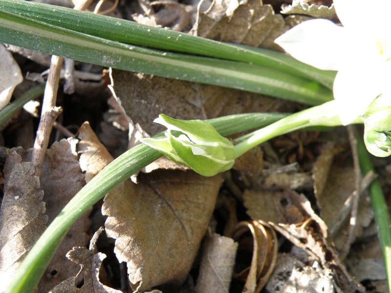 Ornithogalum umbellatum