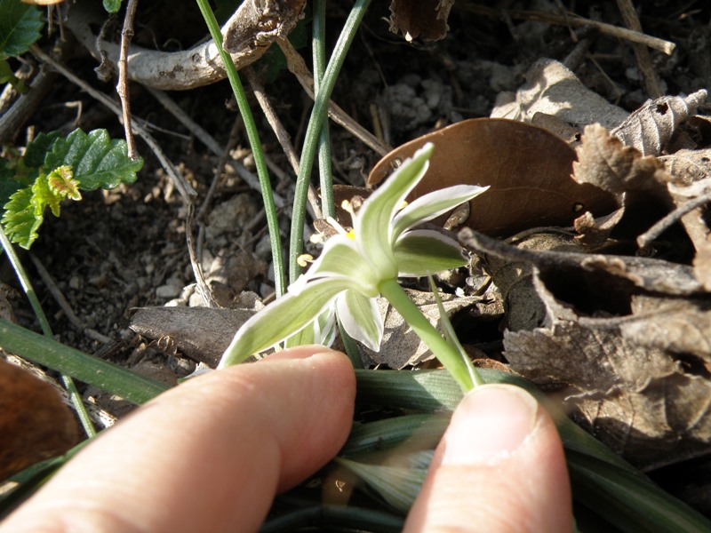 Ornithogalum umbellatum