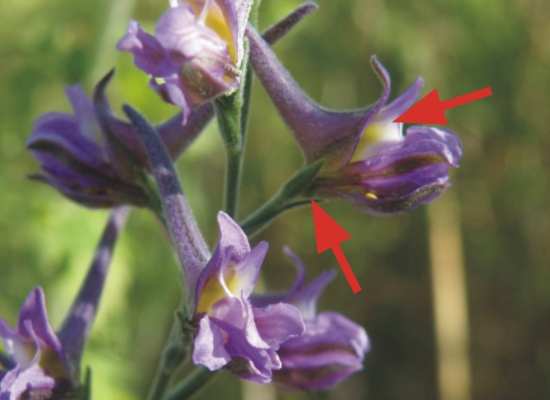 Delphinium e Consolida