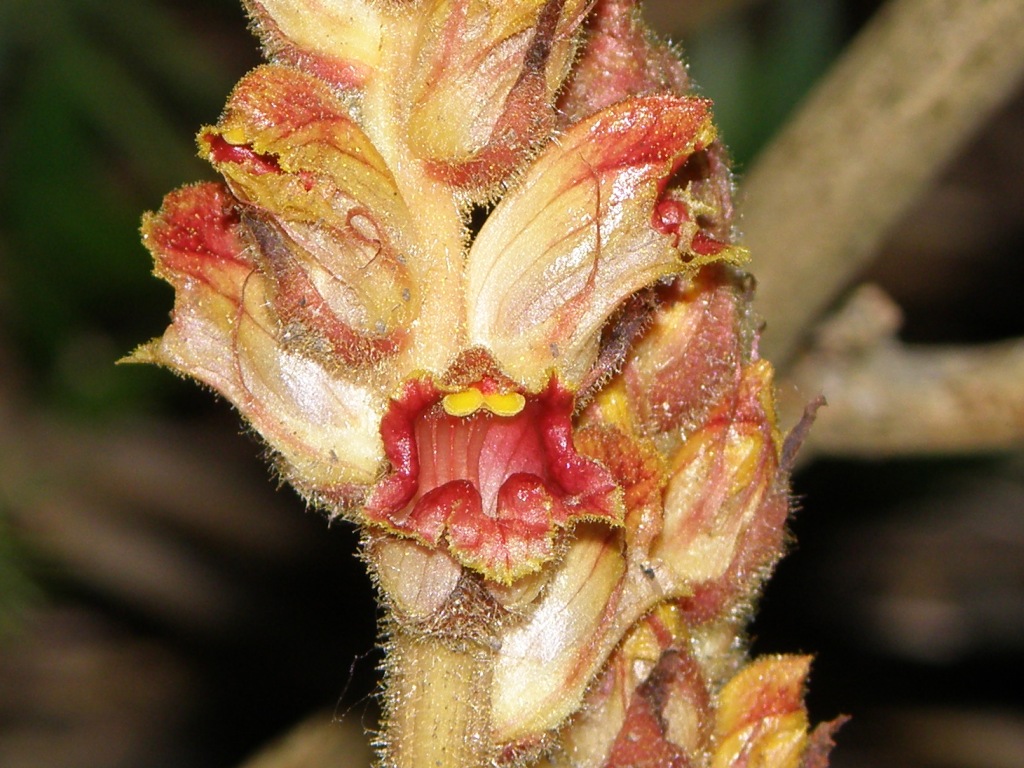 Orobanche sp.  (variegata o gracilis)  (Lamiales - Orobanchaceae)