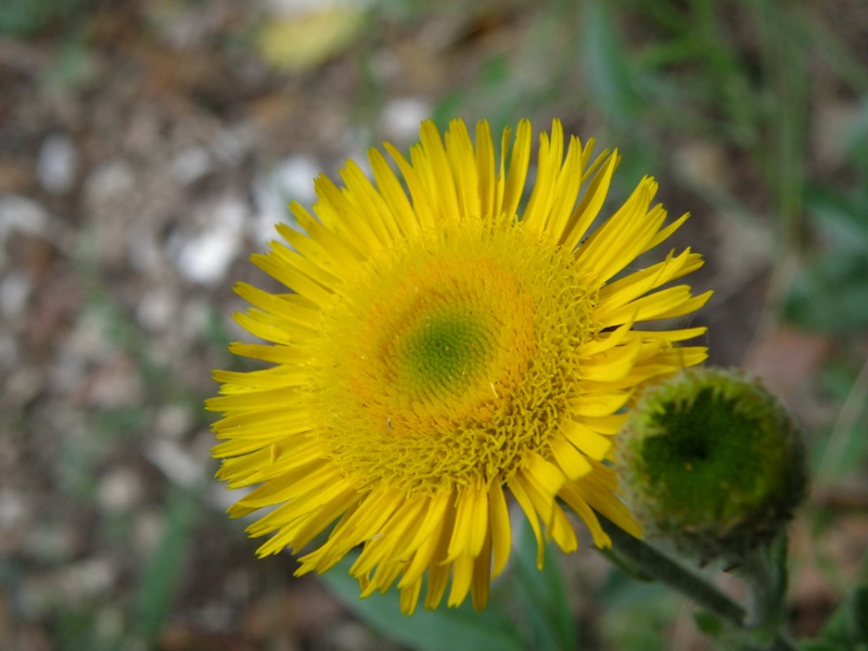 Pulicaria dysenterica / Incensaria comune