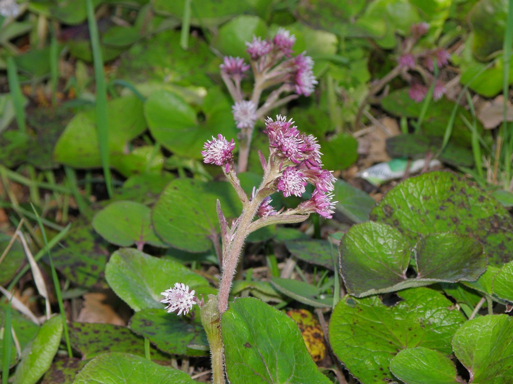 Petasites fragrans
