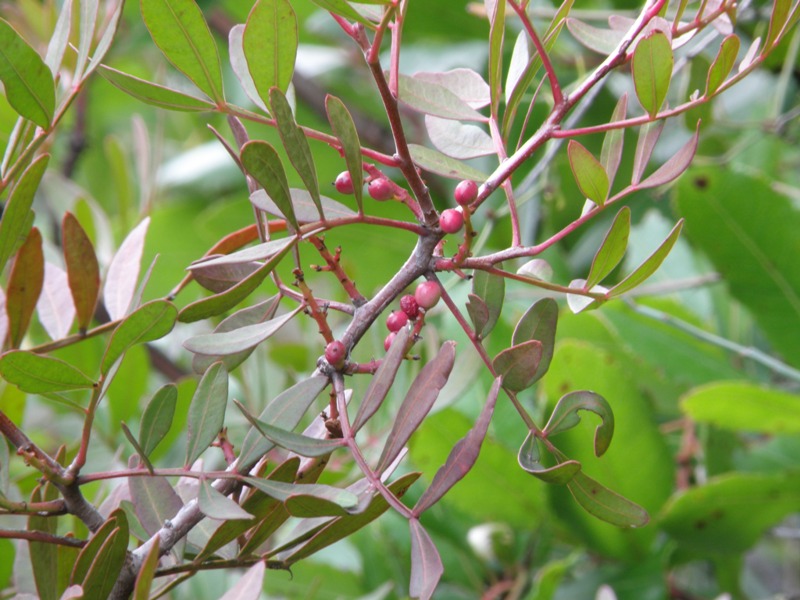 Pistacia lentiscus / Lentisco