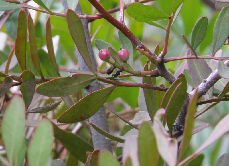 Pistacia lentiscus / Lentisco