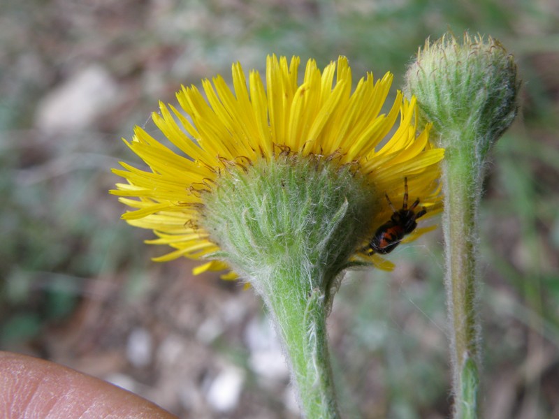 Pulicaria dysenterica / Incensaria comune