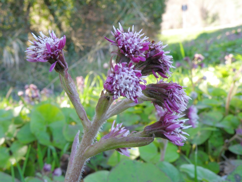 Petasites fragrans