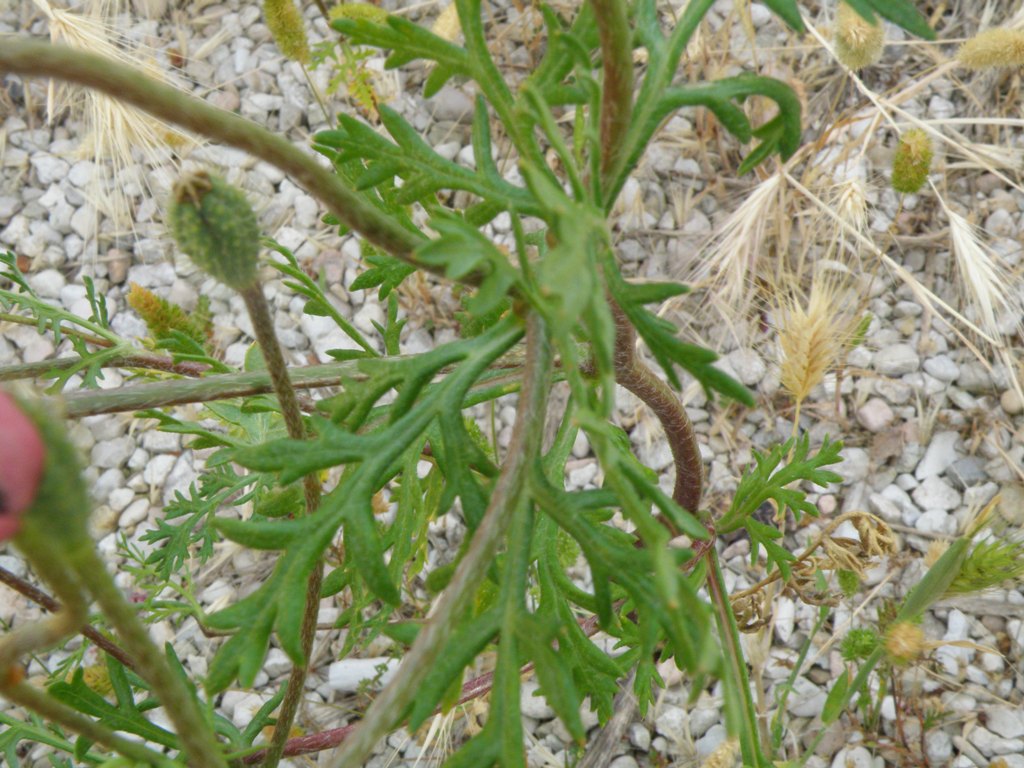 Papaver hybridum / Papavero spinoso