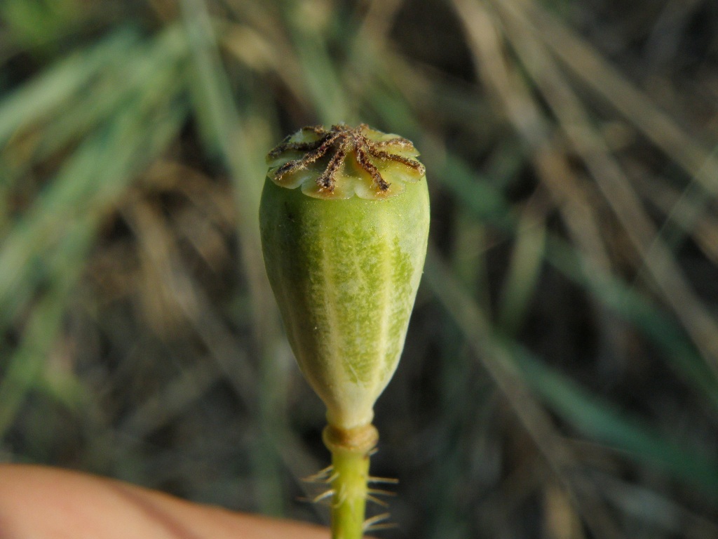 Papaver dubium / Papavero a clava