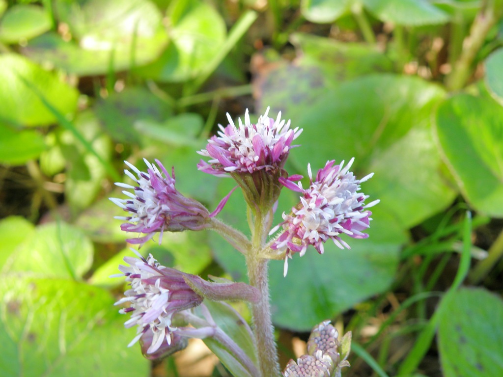 Petasites fragrans