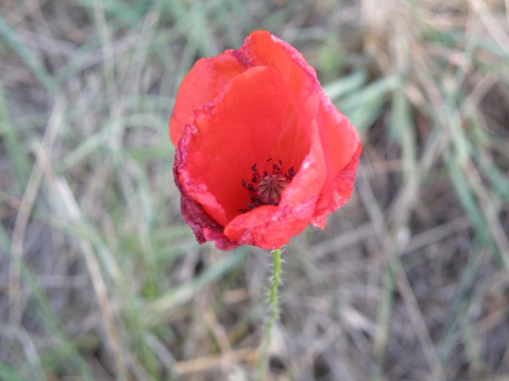 Papaver dubium / Papavero a clava