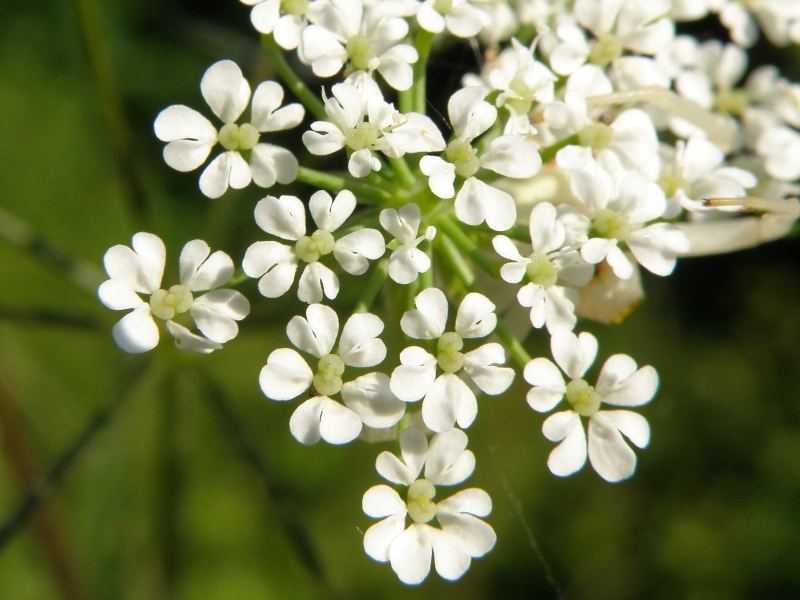 Chaerophyllum temulum / Cerfoglio peloso