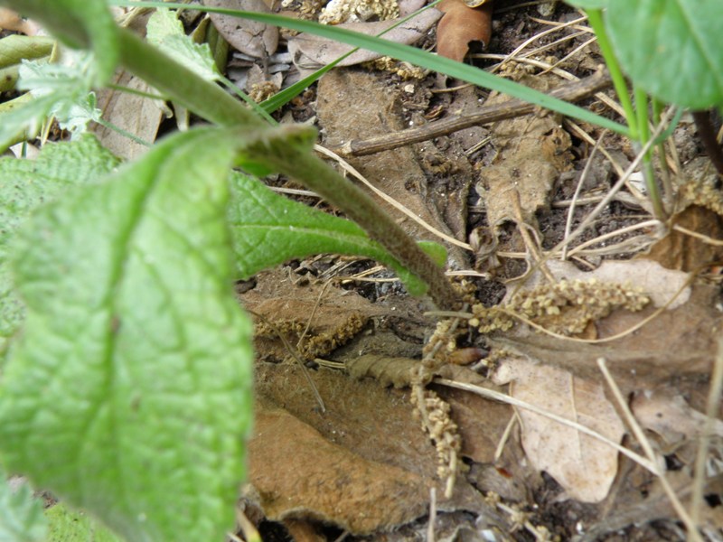 Pulicaria dysenterica / Incensaria comune