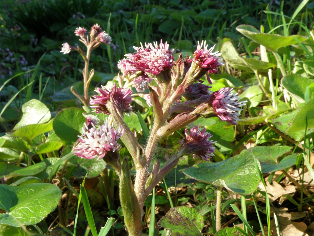 Petasites fragrans