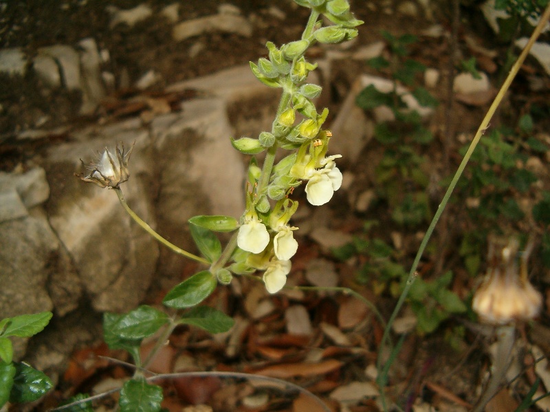 Teucrium flavum