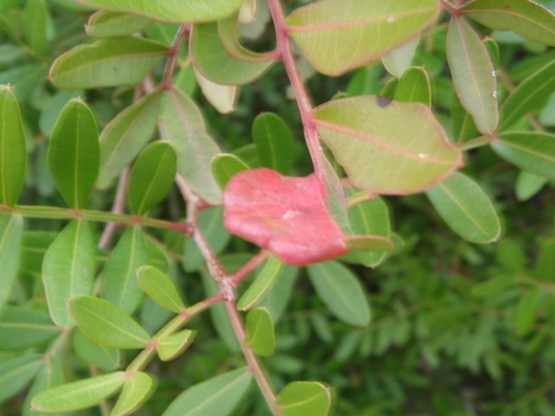 Pistacia lentiscus / Lentisco
