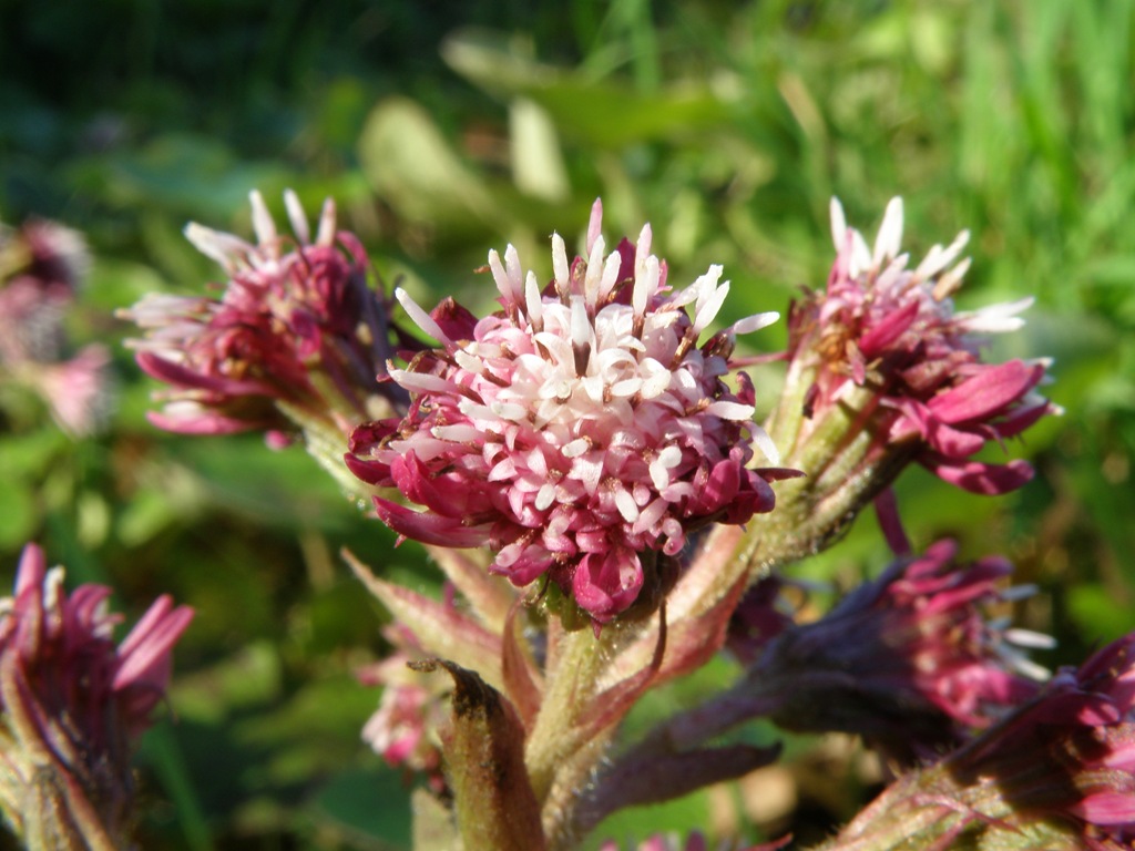 Petasites fragrans