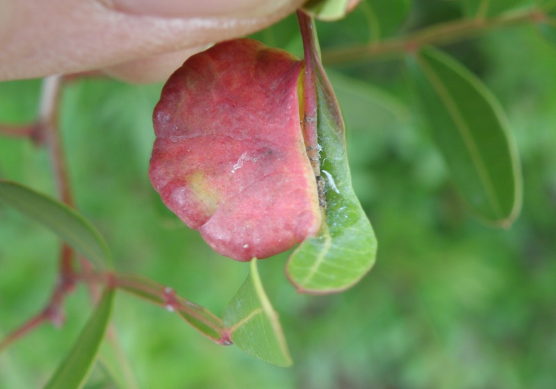 Pistacia lentiscus / Lentisco